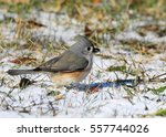 Tufted Titmouse Feeding In The...
