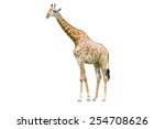 giraffe isolated on white... | Shutterstock . vector #254708626