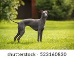 Italian greyhound/Nature