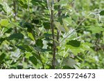 Small branch of the white poplar, or silverleaf poplar with young shoots and fresh foliage, fragment close-up in selective focus