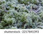 Leaves of the carrot covered with hoarfrost on a field in frosty autumn morning, selective focus 