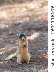 Fox Squirrel Sciurus Niger...