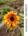 Small photo of Orange and yellow dwarf little Becka sunflower scientifically known as Helianthus annuus.
