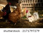 Small photo of A little lilliputian rooster among the hens on an organic farm