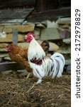 Small photo of Organic farm, a small white lilliputian rooster and in the background a brown hen