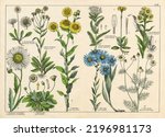 A Sheet Of Antique Botanical...