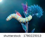Close up beautiful caterpillar of swallowtail 