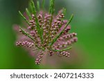 Small photo of Close-up of a tamarisk branch with pink flowers