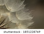 Dandelion Abstract Background....