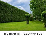 Small photo of high hedge of evergreen arborvitae thuja near of a green turf lawn with a deciduous bushes landscape on a sunny summer day scenic place, nobody.
