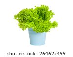 The Plant Of Green Curly Salad...