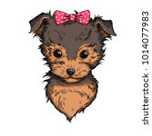 Cute Yorkshire Terrier With...
