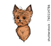 Cute Yorkshire Terrier Face...