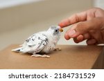 Small photo of Young Indian girl feeding pet bird budgie chick or baby love bird with her hand. kid taming, playing with small birdie, giving food green leafy vegetable for eating. recessive pied budgie yellow