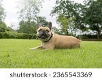 Smiling french bulldog lying on grass in the backyard.