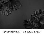 Black shiny monstera leaves creative layout border frame dark paper background flatlay. Room for text, copy, lettering. Black Friday poster template. Unusual artistic luxurious cosmetics concept.
