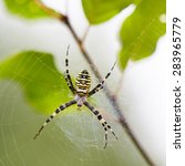 Big Spider Hanging On Its Web...