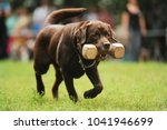 Small photo of A labrador dog carries an apportion
