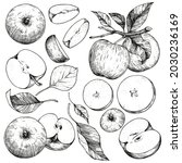 A set of hand-drawn sketches with apples and leaves. Vector illustrations with whole and cut fruits. Vintage style engraving. Collection of isolated objects on a white background