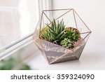 mini succulent garden in glass terrarium