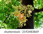 Small photo of Shorea robusta or Cannonball flower from the tree