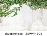 Ivy leaves the island on a brick wall white background.