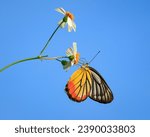 Small photo of Painted Jezebel. Butterfly on white flower