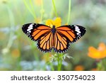 Orange Butterfly On Orange...