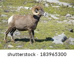 Big Horn Sheep Ovis canadensis portrait on the mountain background