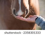 girl hand caressing horse detail