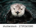 Sea Otter Posing In The Water