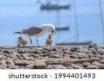 Mother Seagull With Two Babies