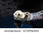 Sea Otter Floating In The Water