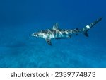 Small photo of A close view of shark in New Caledonia