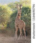 Small photo of Reticulated Giraffe (Giraffa camelopardalis reticulata) - Two Heads are Better Than One