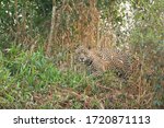 Jaguar  Panthers Onca    Grass...