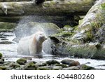 Spirit Bear (Ursus americanus kermodei) - Twist and Shake