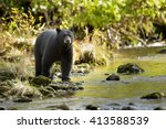 Black Bear  Ursus Americans   ...
