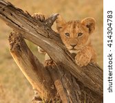 Lion Cub Pose  Panthera Leo 
