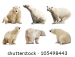 Set Of Polar Bears. Isolated...