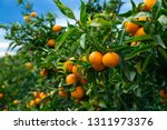 Closeup of ripe juicy mandarin oranges in greenery on tree branches 