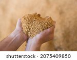Small photo of Closeup of handful of soybean hulls in male hands. Concept of organic supplement in production of compound feed for livestock animals