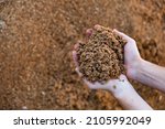 Small photo of Hands holding bunch of brewer's grains, livestock feed.