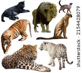 Set of wild mammals animals from cat family isolated on white background