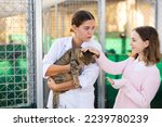 Interested tween girl standing near outdoor cages for abandoned pets with young female worker of animal shelter offering adult fat gray tomcat for adoption