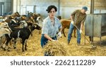 Small photo of Hardworking young Latin woman farmer raising hay on pitchfork, making straw preparations for the winter in goat barn