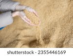 Closeup view of soybean husk animal feed for dairy cattle in hands of farmer in storage area at farm