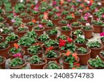 Small photo of Multiple small brown flower pots of waller's balsamine with green leaves disposed on the ground