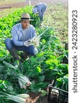 Small photo of Farmer and his assistant harvesting ripe mangold on farm plantation