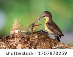 Purple sunbird  female  feeding ...